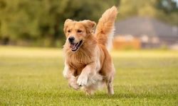 1300 köpek incelendi: Golden retrieverlar için dikkat çeken araştırma