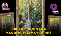 300 yıllık çınara yavrusu hayat verdi