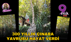 300 yıllık çınara yavrusu hayat verdi