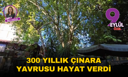 300 yıllık çınara yavrusu hayat verdi