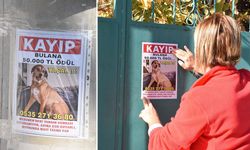 Kayıp köpeği Yaşar’ı bulana 50 bin lira ödül