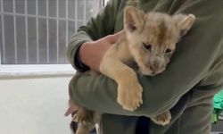 Kaçak yolla getirilen Afrika aslanı yavrusuna el konuldu