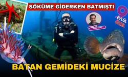 Söküme giderken battı, ekosistemin harikasına dönüştü