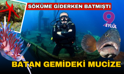 Söküme giderken battı, ekosistemin harikasına dönüştü