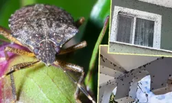 Tüm ülkeye yayıldı... İstila giderek büyüyor!