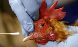 Kuş gribi alarmı: Akyaka Kadın Azmağı’nda ilk vaka tespit edildi