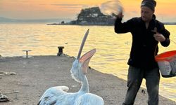 Erdek’te koca gagalı pelikan karaya çıktı: Balıkçıların maskotu oldu