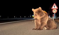 Köpeklerin saldırdığı minik ayı tedavi görüyor