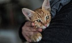 İzmir'de evinde çıkan yangında 30 kedisiyle birlikte hayatını kaybetti