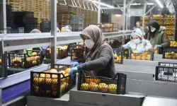 Meyve-sebze devi konkordato ilan etti