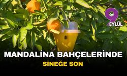 İzmir'de mandalina bahçelerinde biyoteknik başarı: Çiftçinin ilaç yükü azaldı