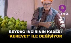 Beydağ incirinin kaderi 'kerevet' ile değişiyor: İBB'den üreticiye 1034 kasalık 'kalite' desteği
