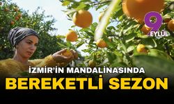 İzmir'in satsuma mandalinasında bereketli sezon: Üreticinin yüzü rekolteyle güldü