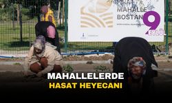 İzmir'in mahallelerinde hasat heyecanı