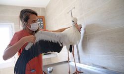 Karşıyaka'da 1 yılda 40 bin can dosta şefkat eli uzandı