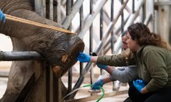 İzmir’in dev sakinlerine hayati dokunuş: Filler için pedikür seansı yaşamla ölüm arasındaki çizgi