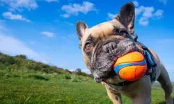 Köpekleri neden bu kadar çok seviyoruz? Bilim insanları insan–köpek bağını çözüyor