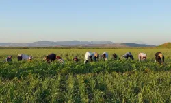 Hatay’dan Seferihisar’a onarıcı tarım deneyimi