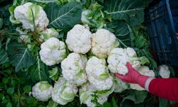 İzmir’in kışlık sebze tarlalarında hasat mesaisi: “Bu yıl verim yüz güldürüyor”