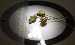 Emekli öğretmenin merakı bilim dünyasını şaşırttı: Anadolu’nun yeni hazinesi "Çameli Pelemiri"