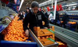 Türk mandalinası dünya sofralarını fethetti: İhracatta tüm zamanların rekoru kırıldı