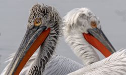 Gediz Deltası’nda kış mesaisi: Tepeli pelikanlar İzmir kıyılarına indi