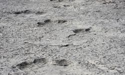 İtalya'da binlerce dinozor ayak izi keşfedildi