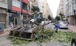 Akdeniz'de ağaçlara kış bakımı