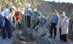 Defne fidanları toprakla buluştu