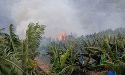 Antalya’da muz bahçelerini alevler sardı