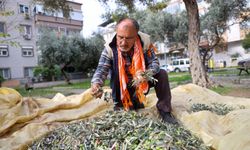 Buca’da zeytin hasadı başladı