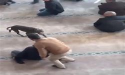 Camiye giren pitbullun sahibine adli ve idari işlem yapıldı