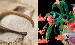 Yoğurt, maya ve doğal formüllerle bitkileri canlandıran yöntem: 1 kaşığa 3 litre