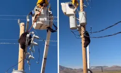 Elektrik direğine tırmanan ayı, zorlukla indirildi