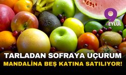 Tarladan sofraya fiyat uçurumu: Mandalina 5 katına satılıyor