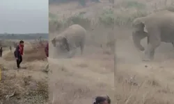 Hindistan’da fil sürüsü dehşeti: 4 ölü