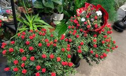 Yılbaşı klasiği kokina İzmir’de satış rekorları kırıyor