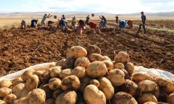 Patates depolarda kaldı, fatura çiftçiye kesildi