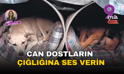 Can dostların çığlığına ses verin