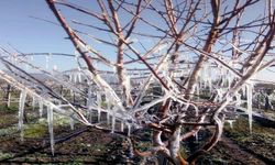 İzmir'de Zirai Don uyarısı