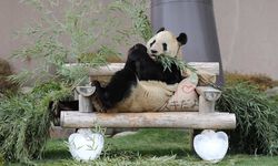 Japonya 50 yıl sonra pandasız kalıyor
