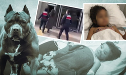 İki kardeşi hastanelik eden pitbull da sahibi de parmaklıklar arkasında