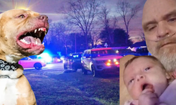 Eve giren 7 pitbull cinsi köpek, dede ve 3 aylık torununu parçalayarak öldürdü