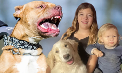Pitbull dehşeti: 2 yaşındaki çocuğu parçaladı
