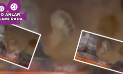 Zincir markette mide bulandıran skandal!