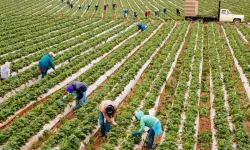 İzmir Köykoop Birliği’nden 21 Aralık Kooperatifçilik Günü çağrısı: Kooperatifler yalnız bırakılmamalı