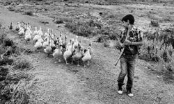 Kadir Ekinci’nin ‘Kazların Senfonisi’ sergisi