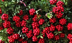 Kokina buketi nasıl saklanır?