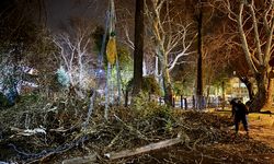 Bornova’da fırtına kabusu: Asırlık söğüt ağacı otomobil ve düğün salonunu biçti