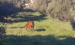 Kuşadası’nda doğanın özgür ruhları şehre indi: Yılkı atları Güzelçamlı sokaklarında